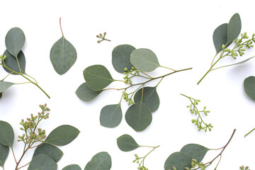 Eucalyptus leaves on white background