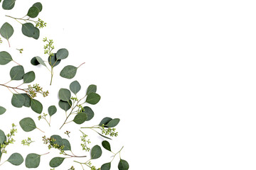 Obraz premium Eucalyptus leaves on white background