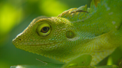 green chameleon on a branch © M SAHID HASAN