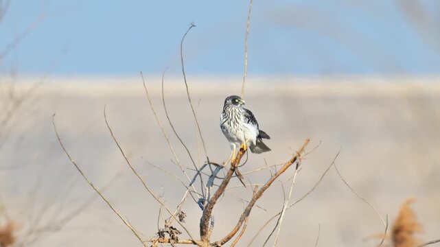 Female Hen Harrier Perched on a Dry Branch Against Blurred Background, Sharp-shinned Hawk Looking at Camera, Northern Harrier Bird of Prey in Wild Habitat, Wildlife Predator Close-up.