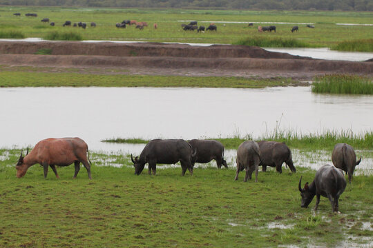 A herd of water buffalo grazing across a green wetland field, showing natural wildlife behavior and rural countryside scenery with animals feeding peacefully in a wide open landscape.