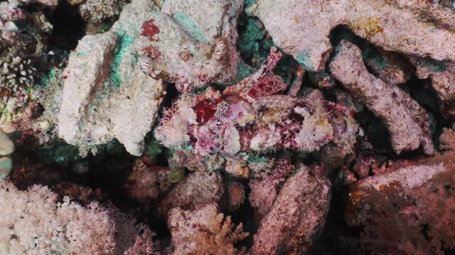 Stonefish moving slowly along rocky seafloor in the Red Sea. Camouflaged tropical fish crawls among rocks and coral rubble, blending perfectly into its underwater habitat in clear blue water