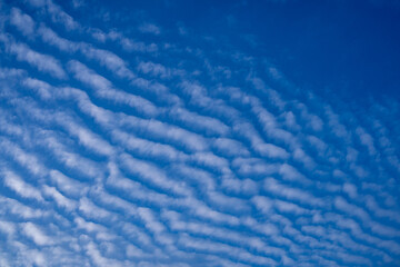 Obraz premium Stunning altocumulus undulatus clouds pattern on clear blue sky background. Beautiful ripple effect white cloudscape at day. High resolution nature texture for creative projects and wallpapers