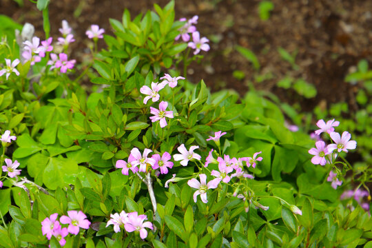 Pink oxalis flower blooming in garden