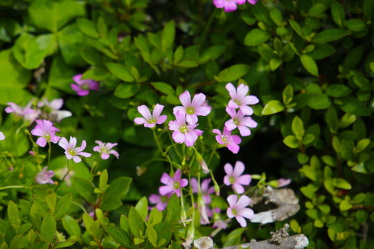 Pink oxalis flower blooming in garden