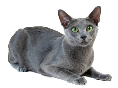 a gray korat cat with green eyes sitting down