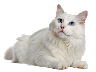 Obraz premium a white turkish angora cat with blue eyes sitting down