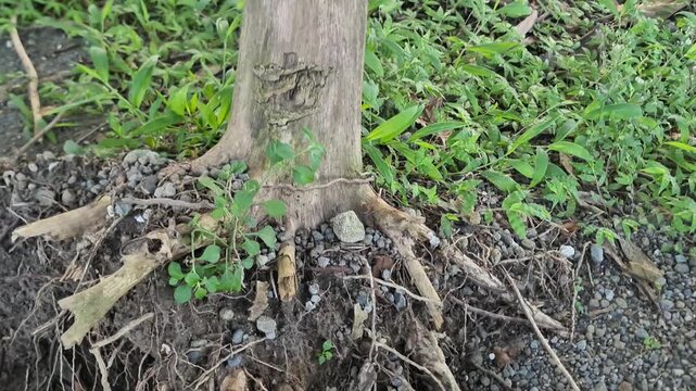 Ancient tree roots spreading across the forest floor. Majestic botanical detail showing the persistence of nature and organic growth in a tropical jungle.