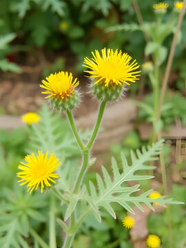 The spiny sowthistle (Sonchus asper).