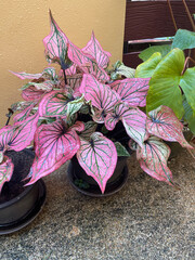 The Hok Lhong Caladium is a magnificent variety that thrives even in hot and sunny conditions. 