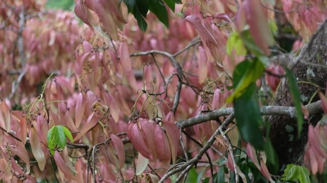 Malva nut (Pang Da Hai) is
a Southeast Asian fruit seed