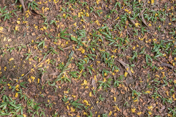 Fototapeta premium Scattered cassia petals covering natural soil surface. Yellow floral fragments lying across grassy terrain. Organic garden floor texture with fallen blossom pieces. 