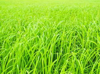 Obraz premium Rice field background, jasmine rice organic agriculture farm raw food ingredient traditional asian, green grass landscape environment zero carbon energy eco concept.