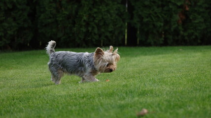 yorkshire terrier puppy