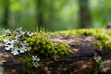 Fototapeta premium Moss and Lichen with Water Droplets on a Decaying Wooden Log
