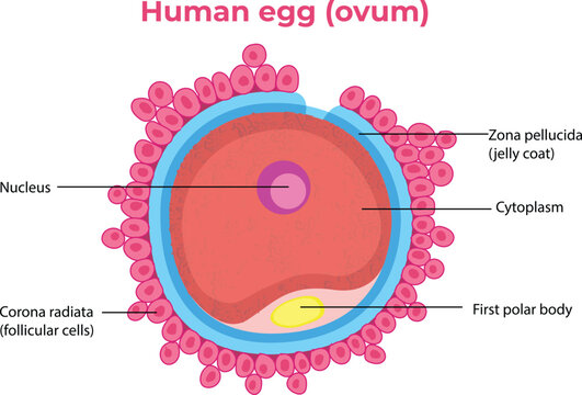 illustration of human egg ovum diagram