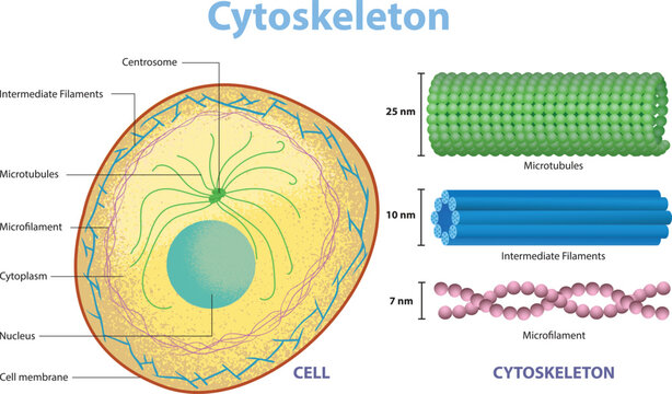 Cytoskeleton Structure Diagram in Animal Cell