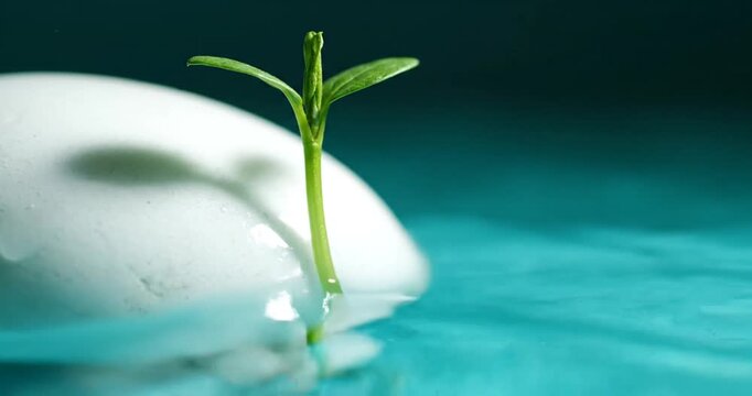 A small green sprout emerging from a white egg on a serene turquoise background