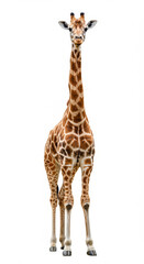 Obraz premium Tall giraffe standing upright, coat, long neck, curious gaze, studio shot, isolated subject, wildlife.