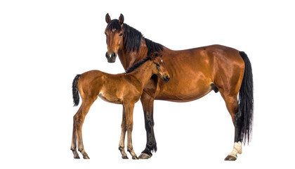 Fototapeta premium A cute horse and a foal on a white background.