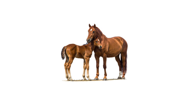 A cute horse and a foal on a white background.