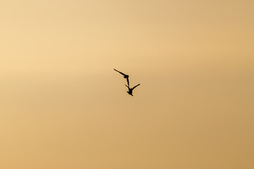 Obraz premium 夕暮れに狩りのために田園地帯を飛翔する美しいコミミズク（フクロウ科）。ハシブトガラス（カラス科）と戦っている。 英名学名：Short eard Owl (Asio flammeus) 上空から獲物のネズミ等を発見すると、飛び込んで捕獲する。 稀にカラスに攻撃されて迎撃する。 大久保農耕地埼玉県さいたま市 - 2026