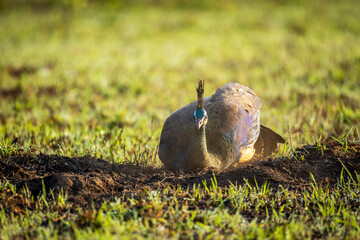 Obraz premium Peafowl perform a dust bath to repel parasites at Phu Khiao Wildlife Sanctuary, Chaiyaphum Province, Thailand. 
