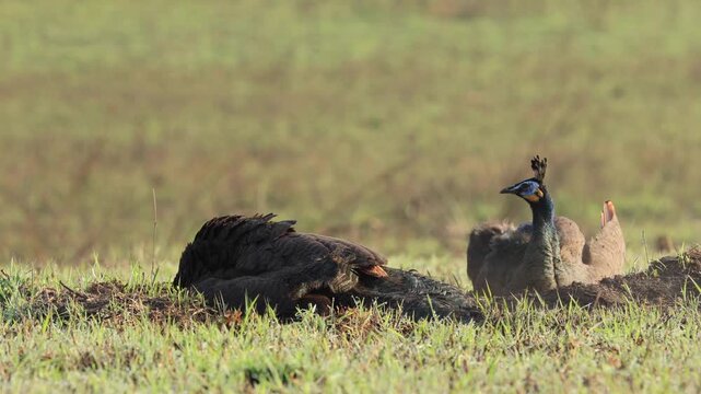 Peafowl perform a dust bath to repel parasites at Phu Khiao Wildlife Sanctuary, Chaiyaphum Province, Thailand.
