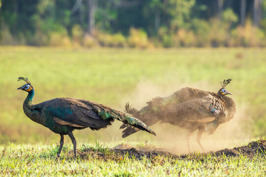 Peafowl perform a dust bath to repel parasites at Phu Khiao Wildlife Sanctuary, Chaiyaphum Province, Thailand.
