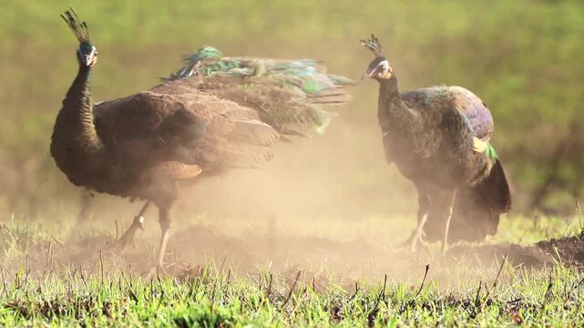 Peafowl perform a dust bath to repel parasites at Phu Khiao Wildlife Sanctuary, Chaiyaphum Province, Thailand.
