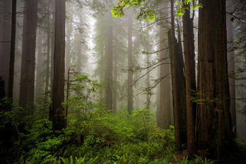 Obraz premium Atmospheric Fog in the Redwoods, Del Norte Coast Redwoods State Park, Redwoods National Park, California