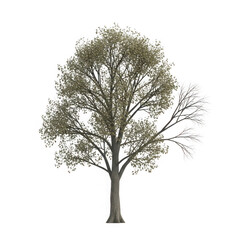 Obraz premium A Tall Deciduous Tree with Sparse Foliage.