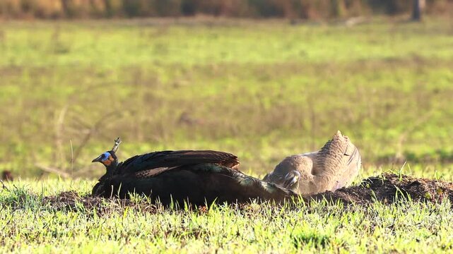 Peafowl perform a dust bath to repel parasites at Phu Khiao Wildlife Sanctuary, Chaiyaphum Province, Thailand.
