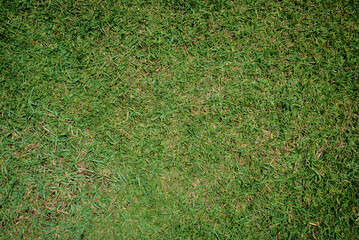 Top view of green grass background