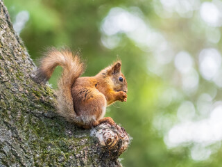 The squirrel with nut sits on a branches in the spring or summer.