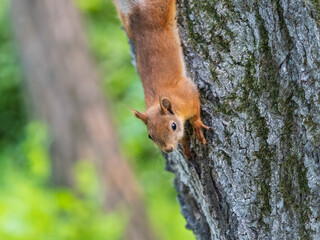 Fototapeta premium Portrait of a squirrel on a tree trunk