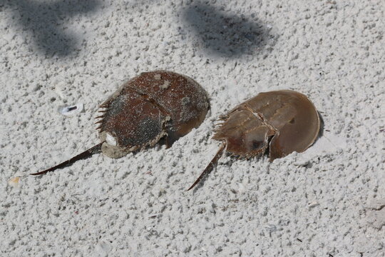 Horseshoe Crab