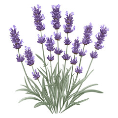Fototapeta premium lavender season, lavender, festival, vector, transparent background, nature, purple, plant, beauty, violet, herb