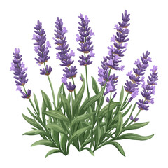 Fototapeta premium lavender season, lavender, festival, vector, transparent background, nature, purple, plant, beauty, violet, herb