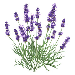 Fototapeta premium lavender season, lavender, festival, vector, transparent background, nature, purple, plant, beauty, violet, herb