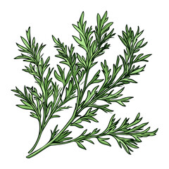 Fototapeta premium asia, dragon boat festival, celebration, mugwort, plant, vector, transparent background, leaf, nature, herb, branch, fresh