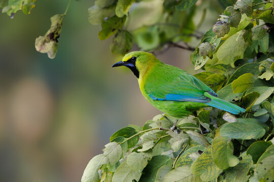 Blue-winged Leafbird perching on green tree branch