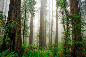 Fototapeta premium Deep Fog in the Redwoods, Del Norte Coast Redwoods State Park, Redwoods National Park, California