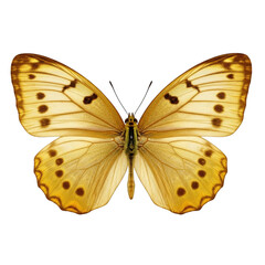 Fototapeta premium A delicate orange and white butterfly with intricate wing patterns spreading its wings. isolated on transparent background