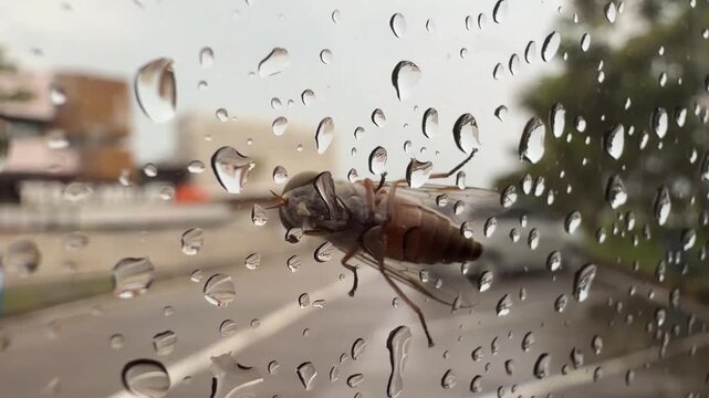 A close-up of a large insect perched on a car side window in the rain during an unexpected encounter on a road trip. 4k transportation