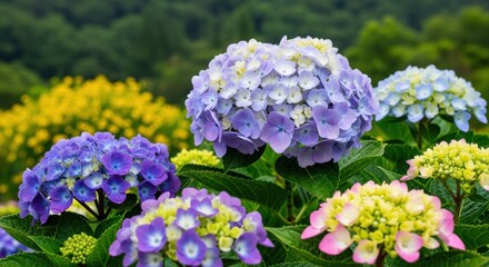Fototapeta premium Vibrant Hydrangea Blossoms in Full Bloom: A Colorful Display of Summer Flowers in a Garden Setting