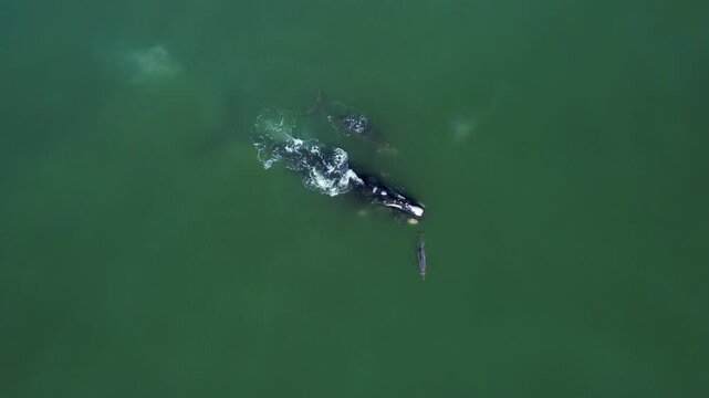 Aerial view of pod bowhead whale spouting. Bowhead whale family swimming together with wild lonely dolphin in calm blue ocean water, Watching of migrate Baleen whales in South Africa. Mother and calf