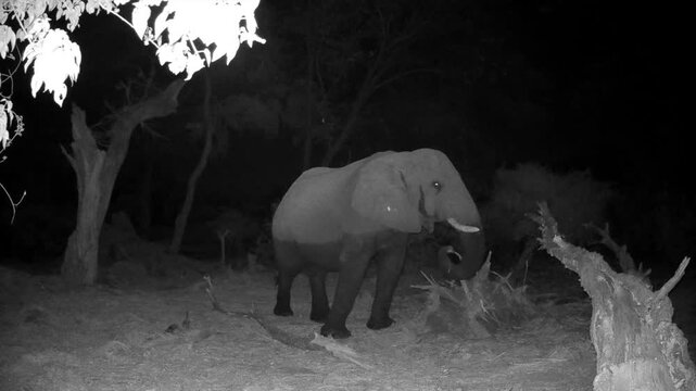 Night shot of African bush elephant (Loxodonta africana) in Okavango delta, Botswana.