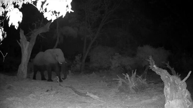 Night shot of African bush elephant (Loxodonta africana) in Okavango delta. Botswana.