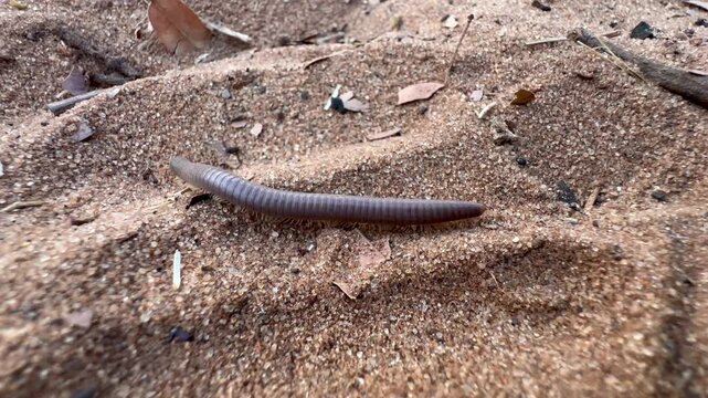 Giant African millipede (Archispirostreptus gigas) in Chobe National Park. Botswana.